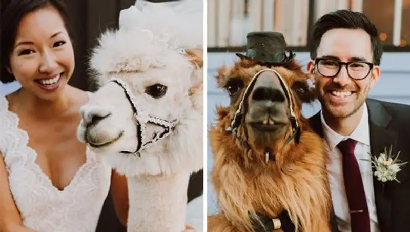 Ламы в качестве ведущих на свадьбе