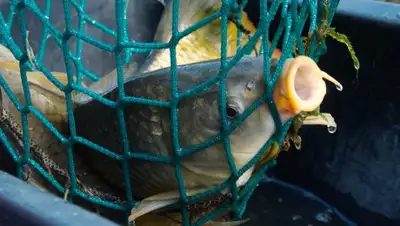 pixabay, фото - Новости Zakon.kz от 28.03.2019 06:27