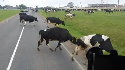 pikabu.ru, фото - Новости Zakon.kz от 29.06.2020 23:44