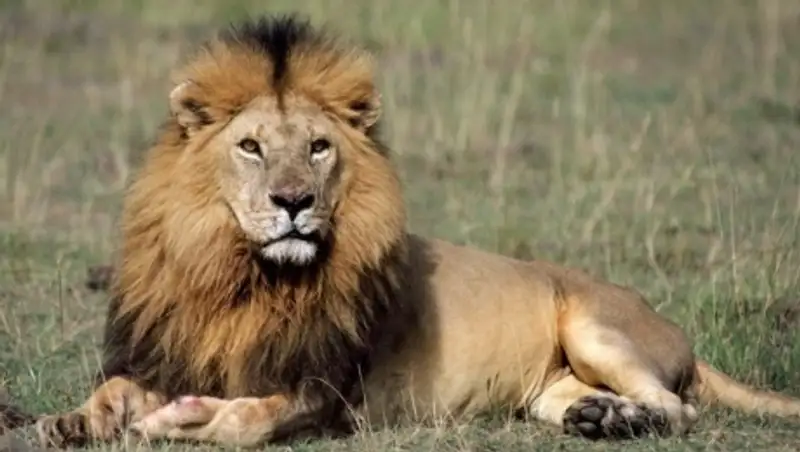 В сафари-парке ЮАР лев загрыз американскую туристку