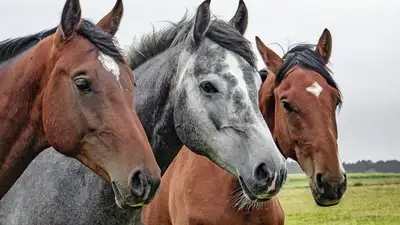 лошади, Абайская область, отравление