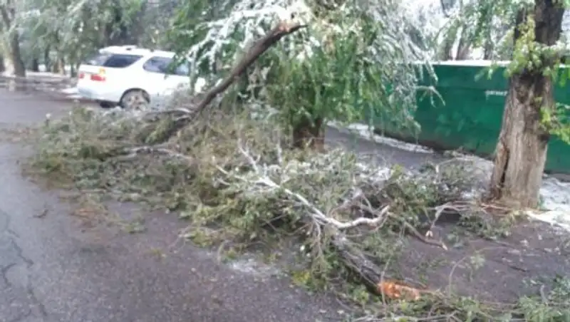 Алматинские деревья не выдержали снежного покрова