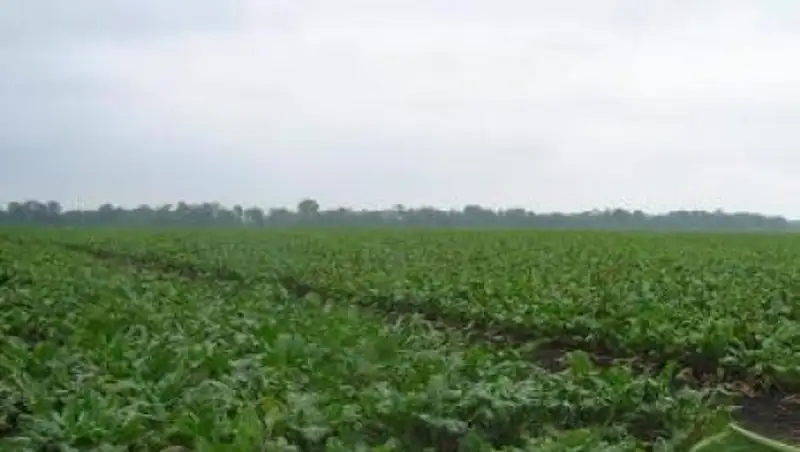 Жамбылские свекловоды наращивают объемы производства