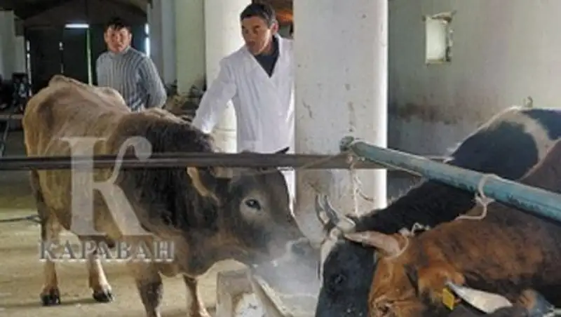 В Жамбылской области с начала года бруцеллезом заболели 64 человека