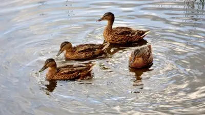 Zakon.kz, фото - Новости Zakon.kz от 03.02.2015 15:28