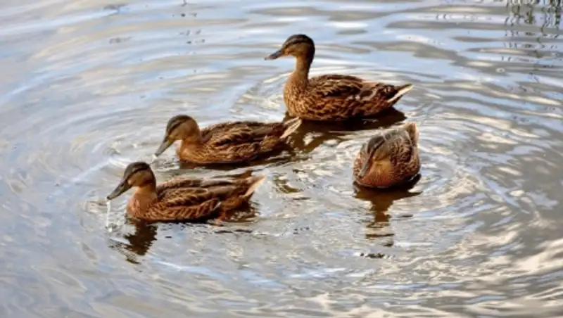 Общественники Мангистау предлагают запретить весеннюю охоту