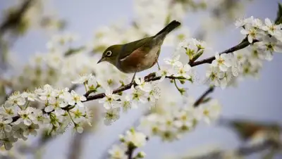 gismeteo, фото - Новости Zakon.kz от 19.04.2020 06:04