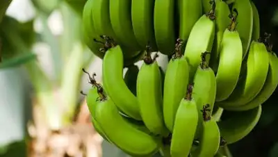 pixabay.com, фото - Новости Zakon.kz от 13.04.2021 14:13