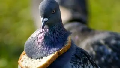 Zakon.kz, фото - Новости Zakon.kz от 27.09.2017 15:50