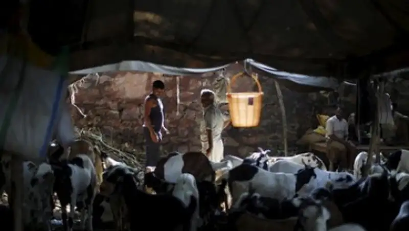 Индусы насмерть забили мусульманина из-за коровы