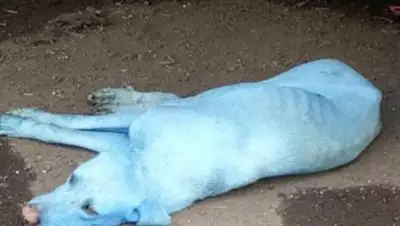 Zakon.kz, фото - Новости Zakon.kz от 15.08.2017 23:16