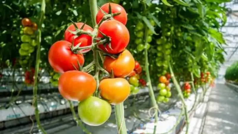 Растущие цены на газ в Европе ударили по урожайности голландских теплиц