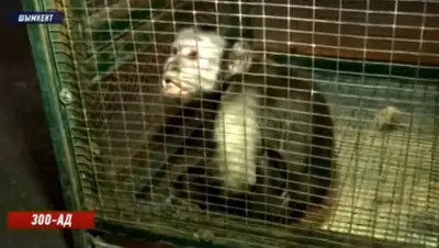 Скриншот видео, фото - Новости Zakon.kz от 22.01.2020 10:21