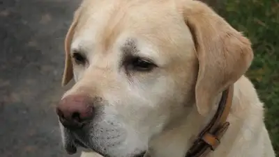 Zakon.kz, фото - Новости Zakon.kz от 23.10.2017 23:39