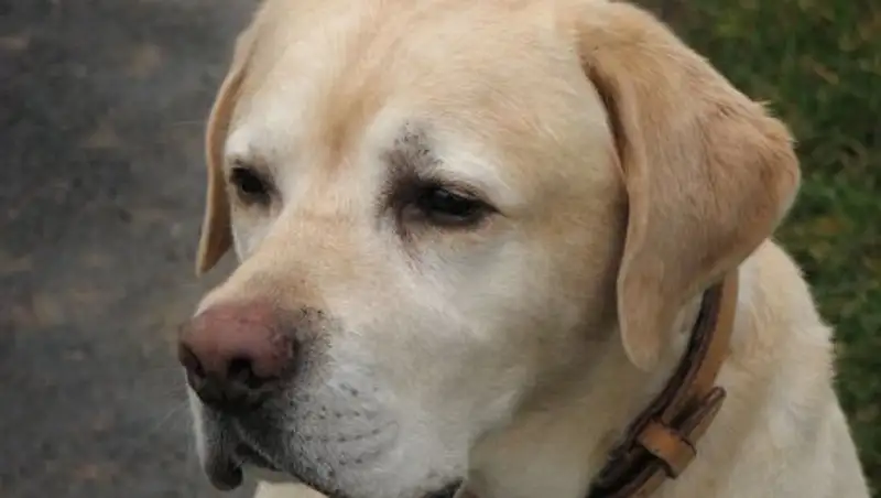 Учёные доказали способность собак чуять рак