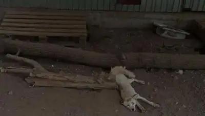 разгрузочные дни зоопарк Караганда, фото - Новости Zakon.kz от 25.07.2022 13:03