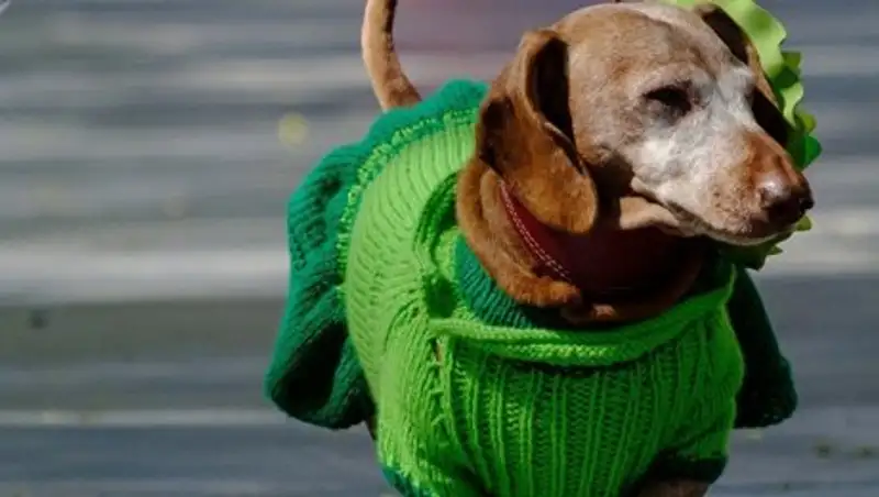 Права домашних питомцев в Алматы могут быть расширины