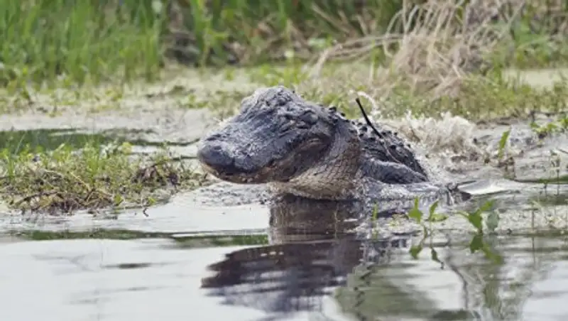 СМИ: в Орландо в 90 км от курорта Disney на мужчину напал аллигатор