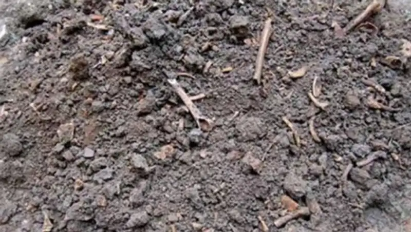 На мексиканском ранчо нашли братскую могилу с 31 тысячей человеческих останков