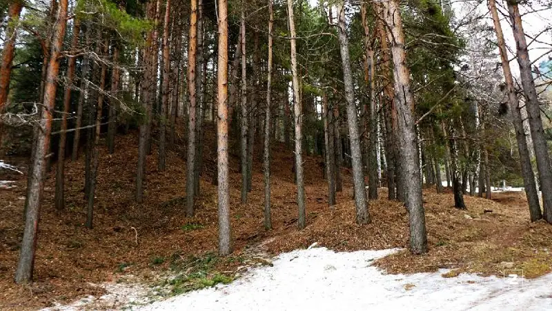 Инспектор скончался из-за неосторожного обращения с оружием в ЗКО — Минэкологии
