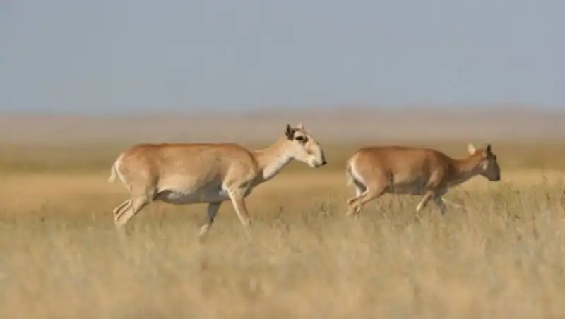 В Актюбинской области сайга больше не гибнет
