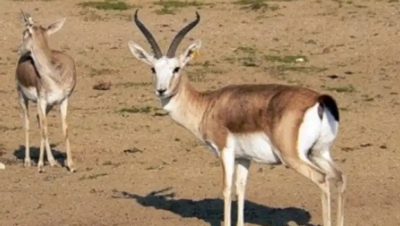 В Алматинской области задержали браконьеров, убивших краснокнижного джейрана
