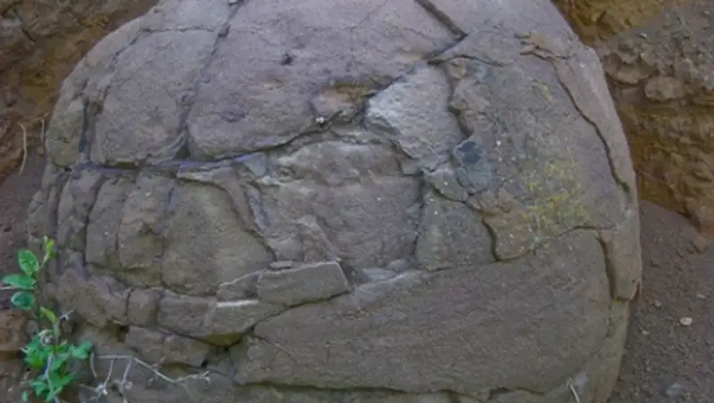 Актюбинские историки не уверены, что найденное яйцо принадлежит динозавру