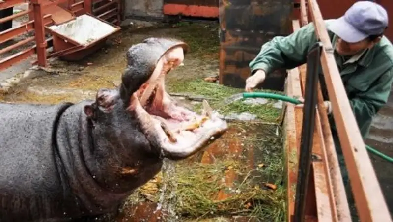 К бегемоту Джамбо из алматинского зоопарка прибыла французская невеста