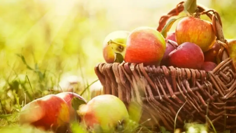 Россельхознадзор не пропустил 390 т польских яблок, которые пытались провезти в Казахстан