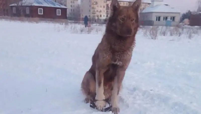 Неравнодушные жители ВКО спасли пса, бегавшего неделю с капканом на лапе