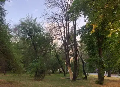 Зеленый фонд устарел: около 85 тысяч аварийных деревьев вырубят в Алматы