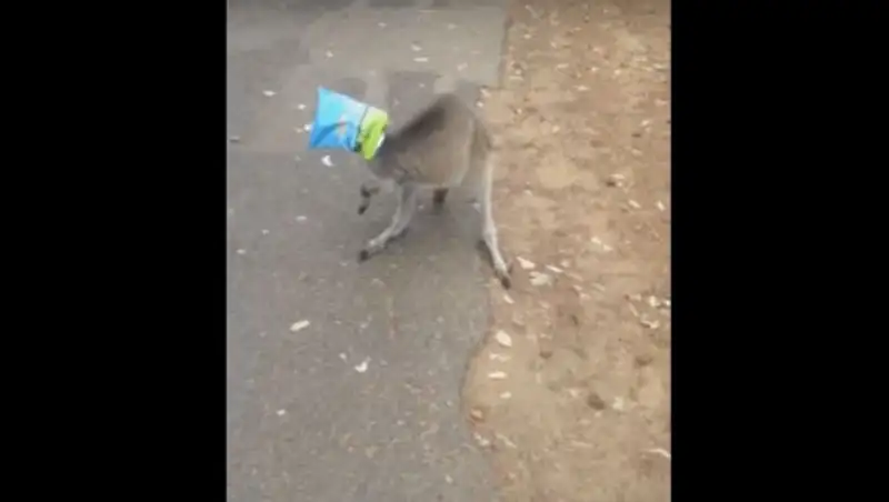 Незадачливый кенгуру в Австралии застрял в пакете из-под попкорна и пнул головой машину 