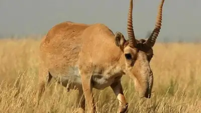 Zakon.kz, фото - Новости Zakon.kz от 05.05.2015 04:53