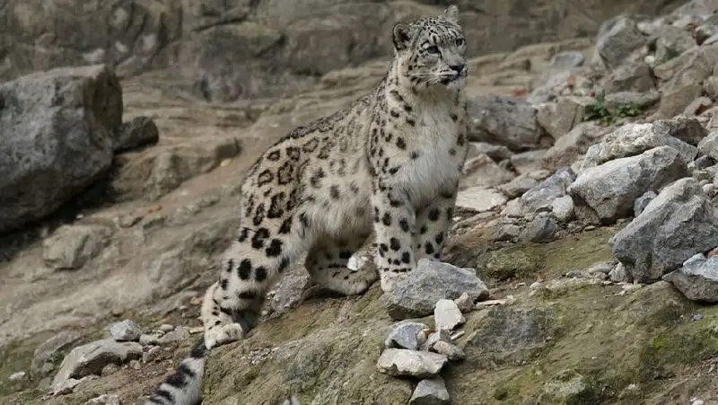 В Казахстане готовы увеличивать популяцию снежных барсов с помощью ЭКО