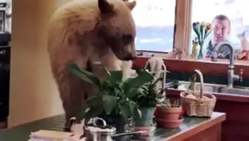 В Калифорнии голодный медведь пробрался на кухню дома
