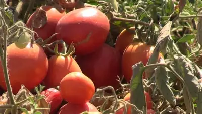 Zakon.kz, фото - Новости Zakon.kz от 05.10.2017 11:39