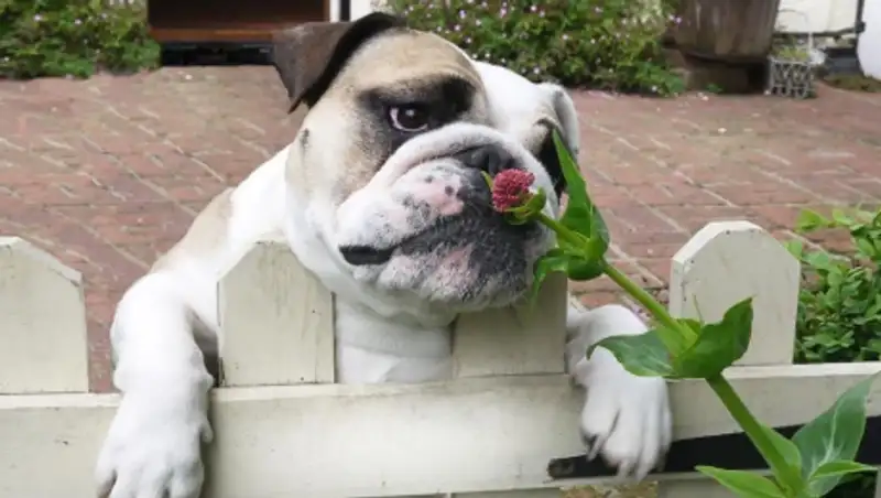 15 очаровательных животных, наслаждающихся ароматом цветов