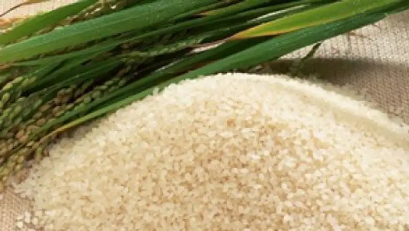 За 3 года валовый сбор риса в Кызылординской области увеличен на треть