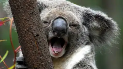 Фото: da-nu.ru, фото - Новости Zakon.kz от 23.12.2017 08:26