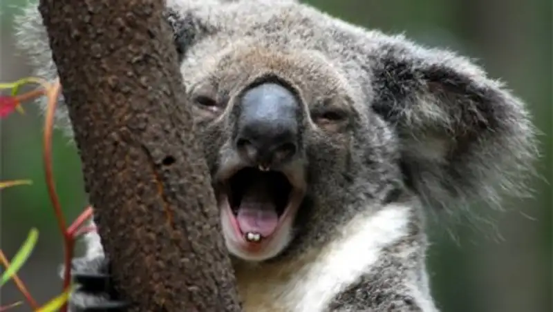 Драка двух коал посреди шоссе попала на видео