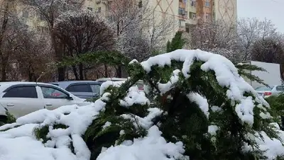 снег на юге страны, фото - Новости Zakon.kz от 18.03.2022 12:26