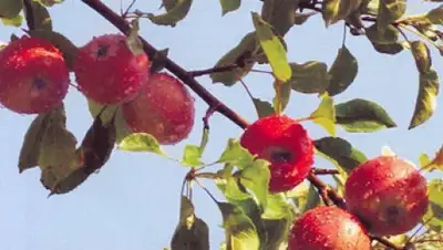 Zakon.kz, фото - Новости Zakon.kz от 20.04.2015 20:24