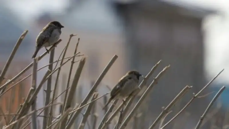Ветер и осадки ожидаются в Казахстане в четверг