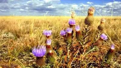 wp.com, фото - Новости Zakon.kz от 31.05.2020 06:04