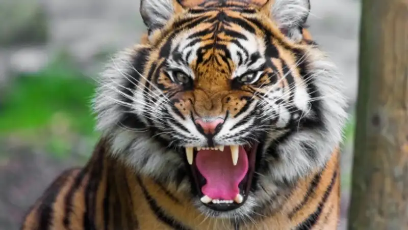 Пираньи и тигры присоединятся к крокодилам в качестве охранников тюрьмы в Индонезии