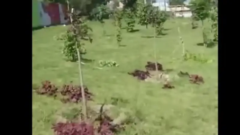 В Алматы задержали ломавшего деревья вандала