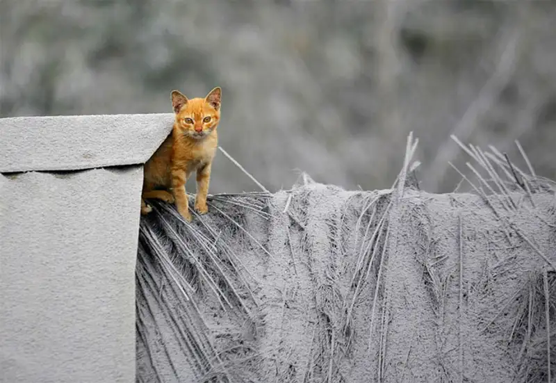 Вулканическая зима на Суматре - последствие извержения вулкана Синабунг Вулканическая зима на Суматре - последствие извержения вулкана Синабунг, фото - Новости Zakon.kz от 26.11.2013 18:18