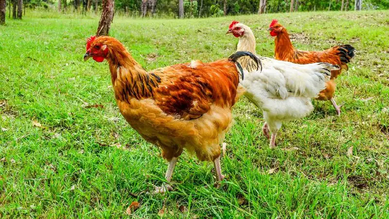 В Казахстане мясо птицы подорожало на 28% за год