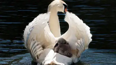 В зоопарке Шымкента рассказали о долгожданном пополнении, фото - Новости Zakon.kz от 26.09.2023 17:46