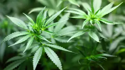 pixabay.com, фото - Новости Zakon.kz от 17.08.2019 15:29